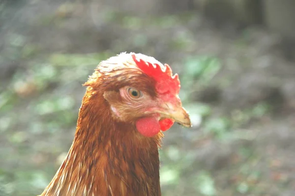 Festői Kilátás Gyönyörű Madár Természetben — Stock Fotó