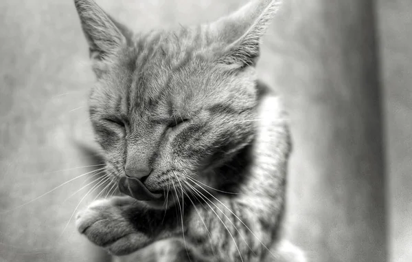 Retrato Lindo Gato — Foto de Stock