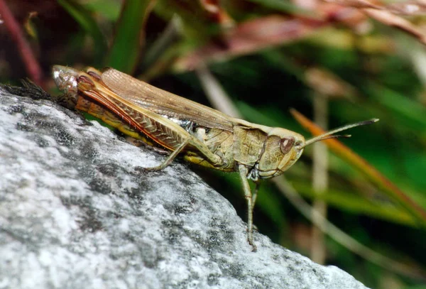 Insecte Sauterelle Insecte Invertébré — Photo