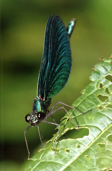 Insetto Libellula Natura Entomologia — Foto Stock