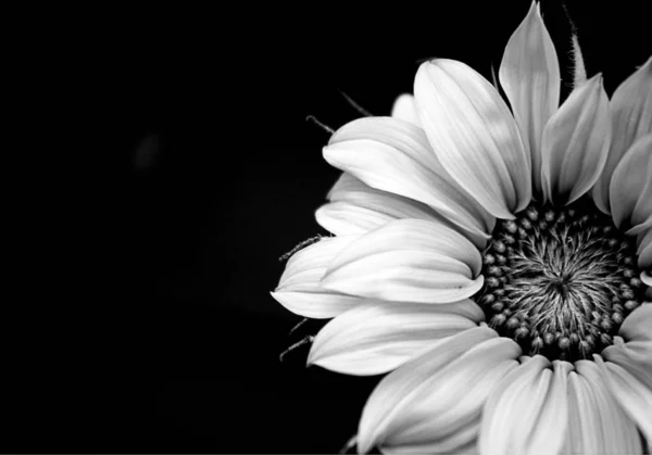Czarny Biały Kwiat Ciemnym Tle — Zdjęcie stockowe