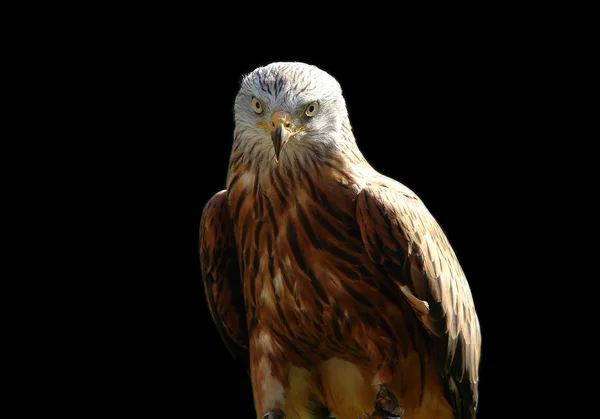 Schilderachtig Uitzicht Prachtige Vogel Natuur — Stockfoto