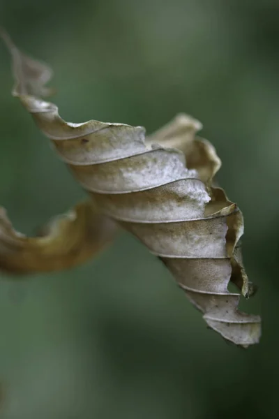 Hoja Otoño Follaje Temporada Otoño — Foto de Stock