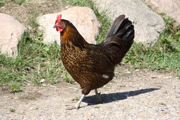 Doğadaki Güzel Kuşun Manzarası — Stok fotoğraf