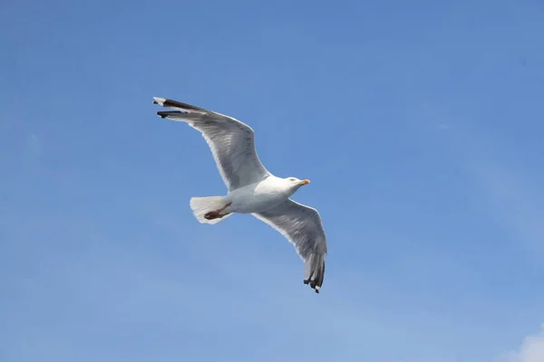 Vista Panorâmica Belas Aves Gaivotas Natureza — Fotografia de Stock