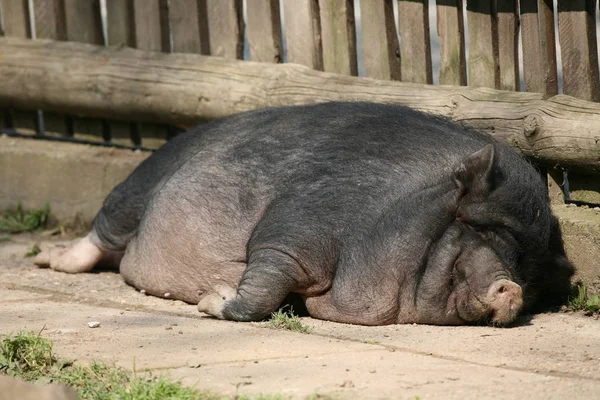 Estes Porcos São Mantidos Principalmente Como Animais Estimação Vietnã — Fotografia de Stock