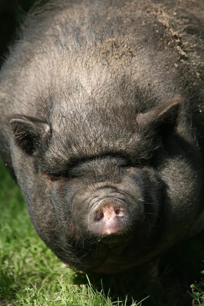 Estes Porcos São Mantidos Principalmente Como Animais Estimação Vietnã — Fotografia de Stock