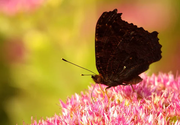 Pfauenauge Schmetterling Flora Und Insekt — Stockfoto