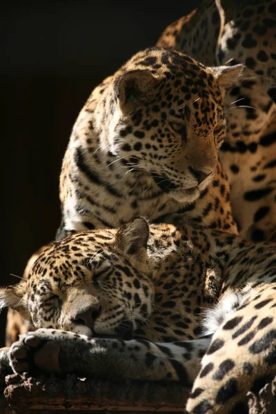 ジャガーハンター大きな猫 野生動物 — ストック写真