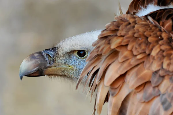Vista Panorâmica Belo Pássaro Grifo — Fotografia de Stock