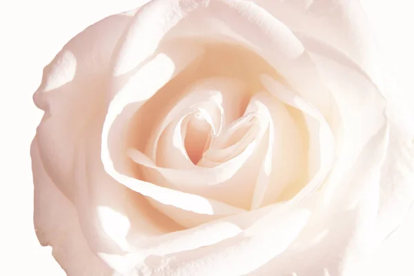 Güzel Beyaz Gül Çiçeğinin Manzarası — Stok fotoğraf