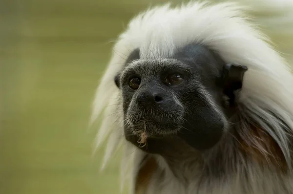 猴子动物 灵长类哺乳动物 — 图库照片