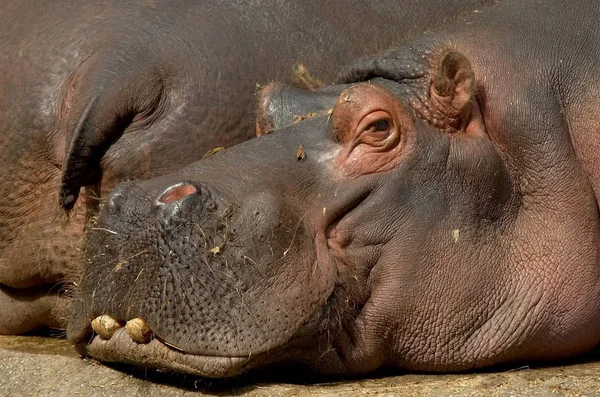 Hipopotamowe Zwierzę Ssaka Hipopotam — Zdjęcie stockowe