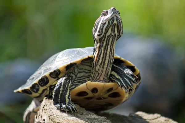 Tropische Schildpad Dier Reptiel — Stockfoto