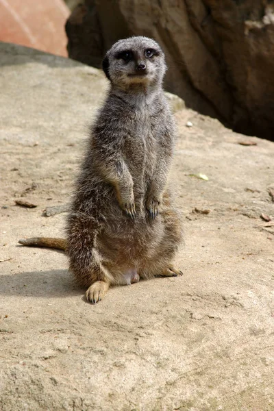 Cute Meerkat Suricatta — 스톡 사진