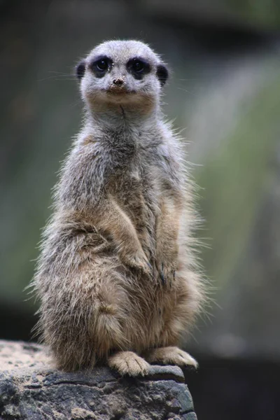 Cute Meerkat Suricatta — 스톡 사진
