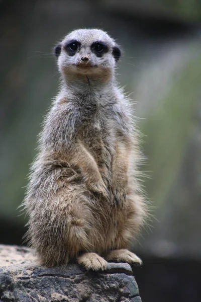 Mignon Suricate Suricatta Suricatta — Photo