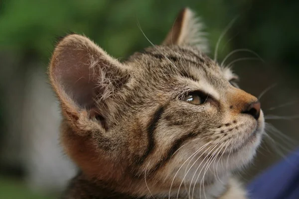 Porträt Einer Süßen Katze — Stockfoto