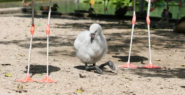 Fenicottero Bambino Naturale Uccello Sfondo — Foto Stock