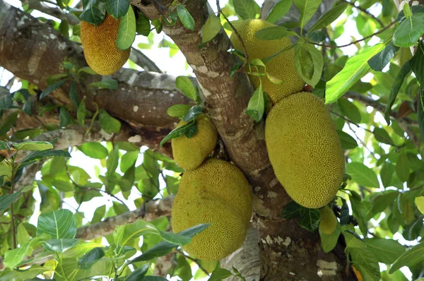 Frutos Jaca Árvore Artocarpus Heterophyllus Brasil — Fotografia de Stock