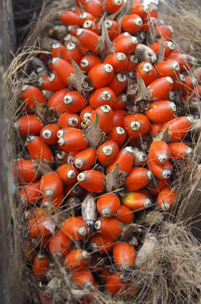 Suporte Frutas Palma Óleo Elaeis Guineensis — Fotografia de Stock