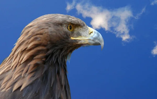 Schilderachtig Uitzicht Majestueuze Gouden Adelaar Wilde Natuur — Stockfoto