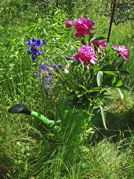 Peonía Pétalos Flores Frescas Flora Del Jardín — Foto de Stock