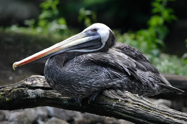 Malerischer Blick Auf Pelikanvogel Freier Wildbahn — Stockfoto