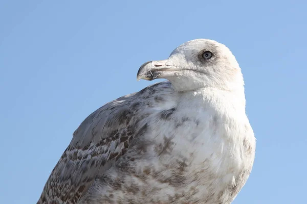 Scenic View Beautiful Gulls Birds — Stock Photo, Image