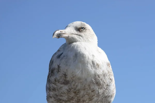 Vista Panorâmica Belas Gaivotas Pássaros — Fotografia de Stock