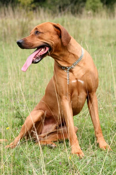 Porträt Eines Süßen Hundes — Stockfoto