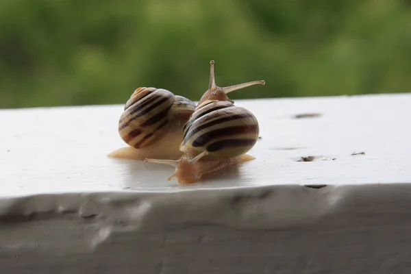 螺旋体 蜗牛软体动物 壳动物 — 图库照片