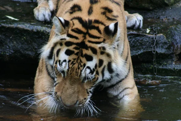 Feline Predator Wild Tiger — Stock Photo, Image