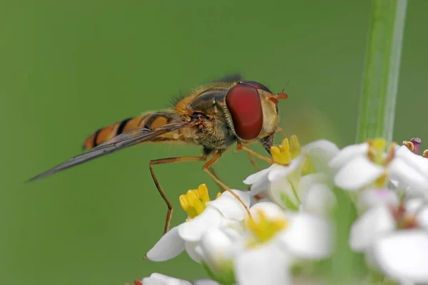 野生の自然界での虫の接近 — ストック写真