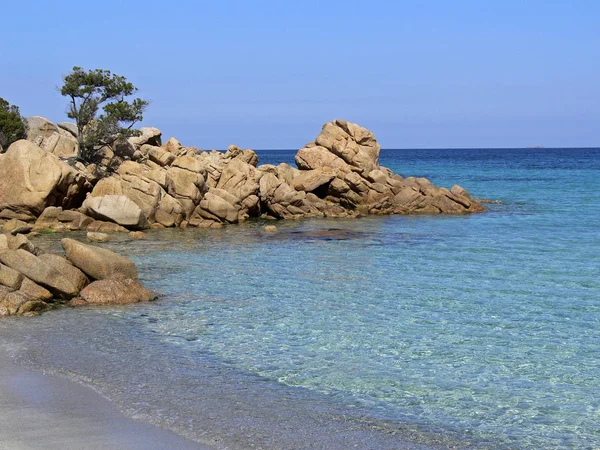 Costa Smeralda Baum Auf Felsen — Stockfoto