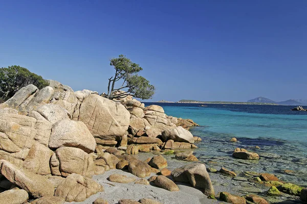 Costa Smeralda Baum Auf Fels — Stok fotoğraf