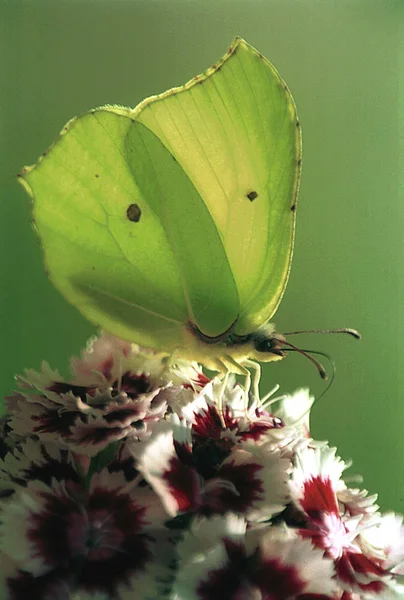 Primo Piano Bug Natura Selvaggia — Foto Stock