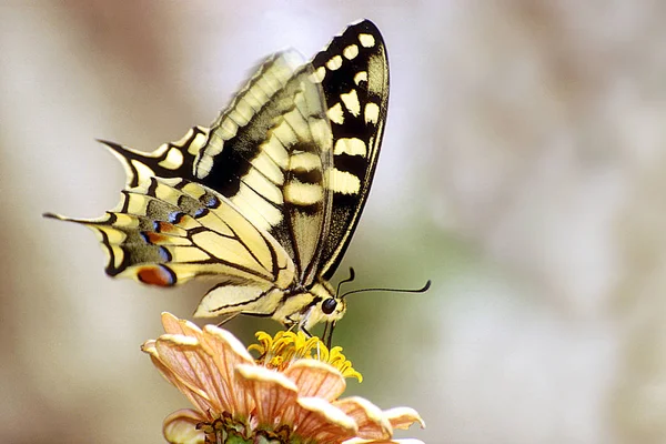 Nahaufnahme Von Schönen Bunten Schmetterling — Stockfoto