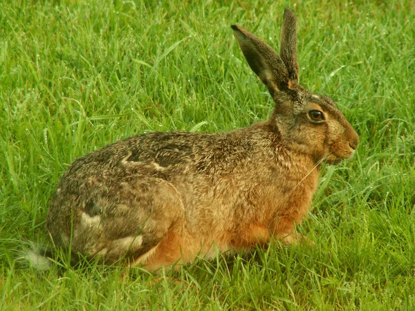 可愛いウサギが撃たれた — ストック写真