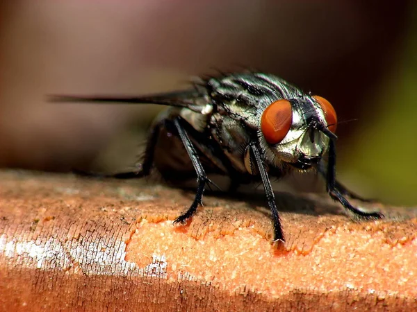 Primo Piano Bug Natura Selvaggia — Foto Stock