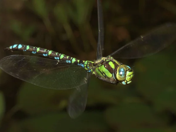 Dragonfly Insect Small Bug Wings Nature — Stock Photo, Image