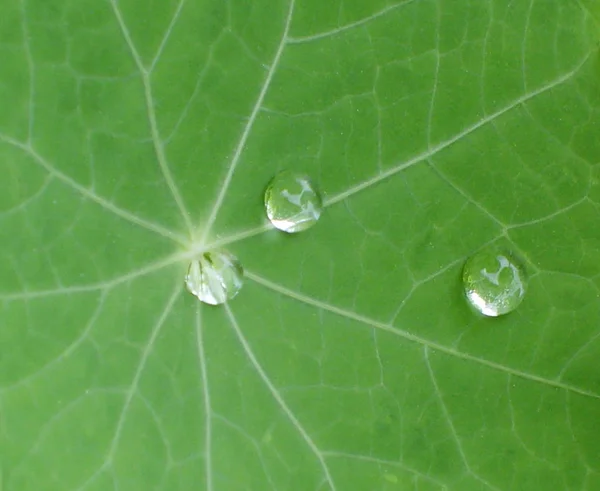 Goutte Sur Feuille Nasturtium — Photo