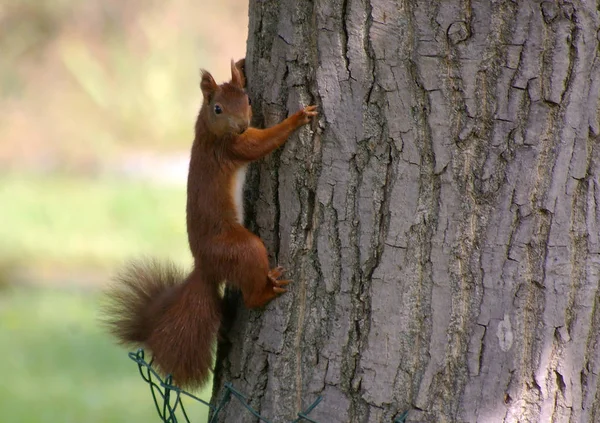 Flóra Fauna Veverka Hlodavec Nadýchaná Veverka — Stock fotografie