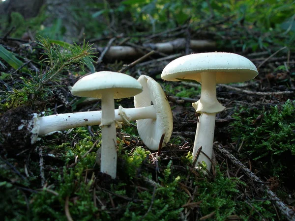 Cogumelo Floresta — Fotografia de Stock