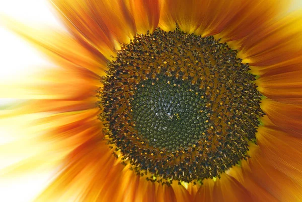 Schöne Blumen Blumiges Konzept Hintergrund — Stockfoto