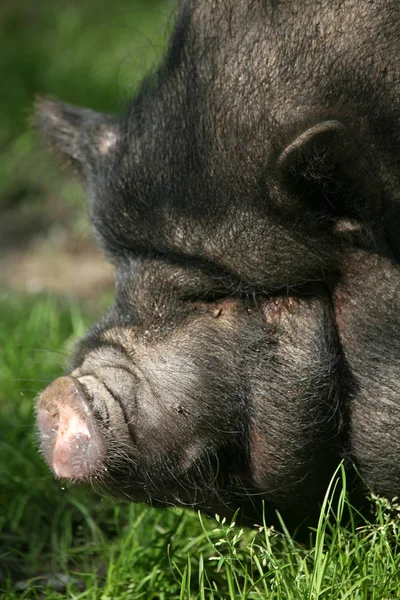 Pigs Mainly Kept Pets Vietnam — Stock Photo, Image