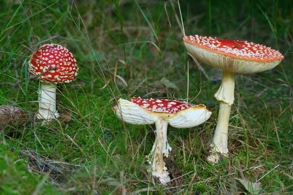 Las Heces Rojas Pertenecen Grupo Hongos Venenosos —  Fotos de Stock