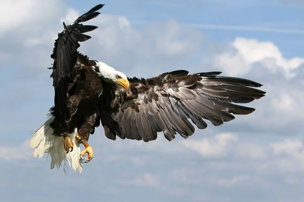 Kel Kartal Hera Wildpark Potzberg — Stok fotoğraf