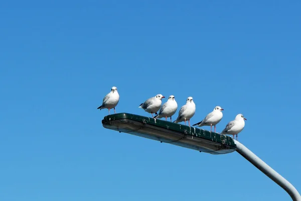 Aussichtsreiche Aussicht Auf Schöne Vögel Der Natur — Stockfoto