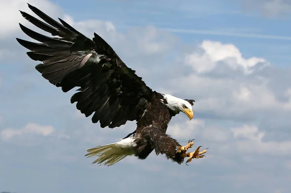Scenic View Majestic Bald Eagle — Stock Photo, Image